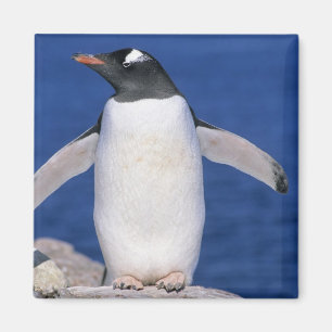 Gentoo Penguin Pygoscelis papua) Port Magnet