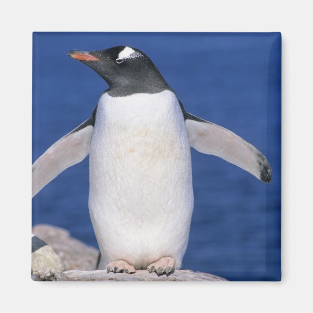 Gentoo Penguin Pygoscelis papua) Port Magnet (Front)