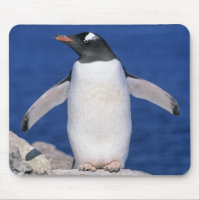 Gentoo Penguin Pygoscelis papua) Port