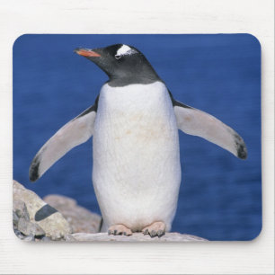 Gentoo Penguin Pygoscelis papua) Port Mouse Pad