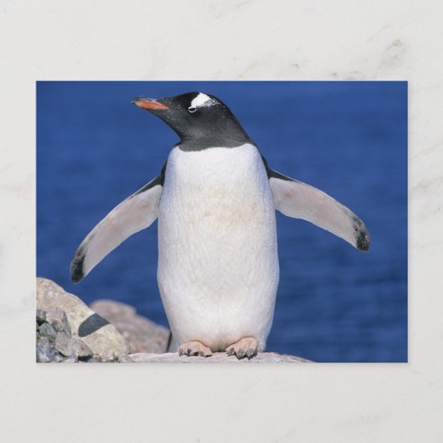 Gentoo Penguin Pygoscelis papua) Port Postcard (Front)