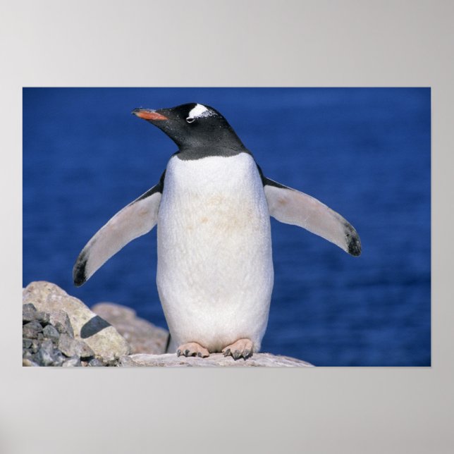 Gentoo Penguin Pygoscelis papua) Port Poster (Front)