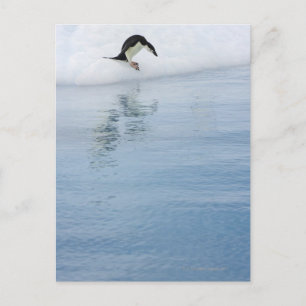 Gentoo penguin (Pygoscelis papua) Postcard