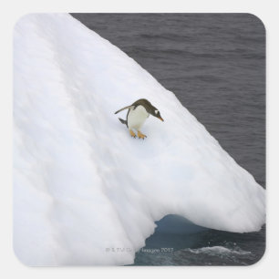 Gentoo penguin Pygoscelis papua) standing Square Sticker