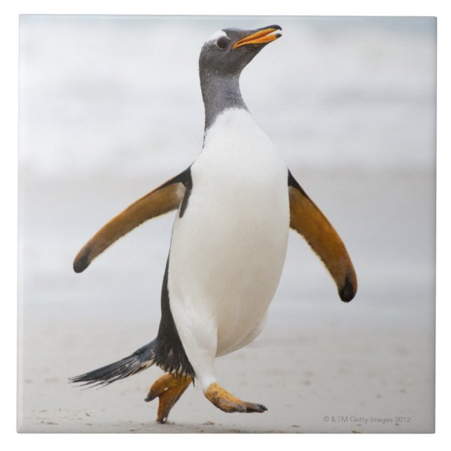 Gentoo Penguin Tile (Front)