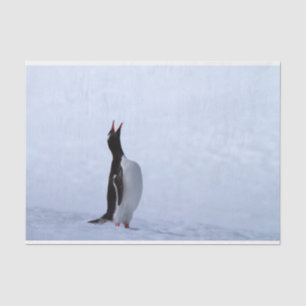 Gentoo penguin tissue paper