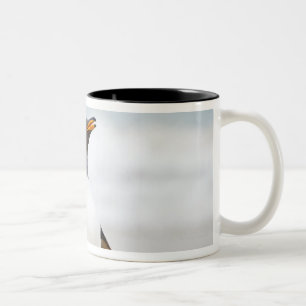Gentoo Penguin Two-Tone Coffee Mug