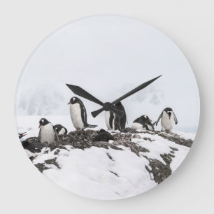 Gentoo penguins, Antarctica, Vernadsky Station. Large Clock