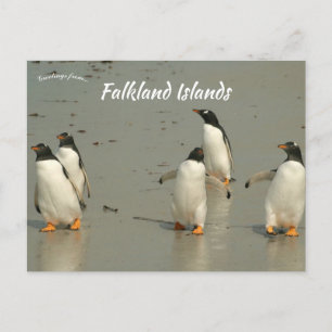 Gentoo Penguins Berthas Beach Falkland Islands Postcard
