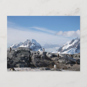 Gentoo penguins in Antarctica Postcard