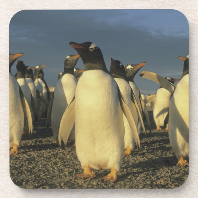 Gentoo Penguins, (Pygoscelis papua), Falkland Coaster (Front)