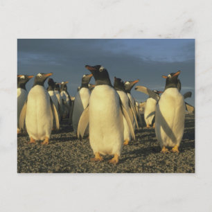 Gentoo Penguins, (Pygoscelis papua), Falkland Postcard