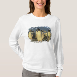 Gentoo Penguins, (Pygoscelis papua), Falkland T-Shirt