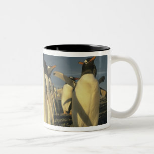 Gentoo Penguins, (Pygoscelis papua), Falkland Two-Tone Coffee Mug