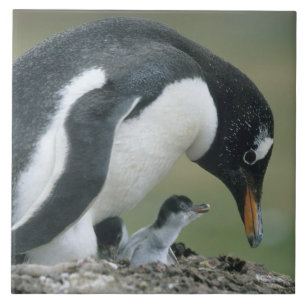 Gentoo Penuin, (Pygoscelis papua), Falkland Ceramic Tile