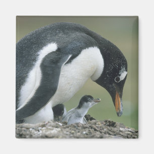Gentoo Penuin, (Pygoscelis papua), Falkland Magnet