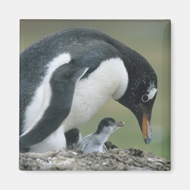 Gentoo Penuin, (Pygoscelis papua), Falkland Magnet (Front)