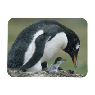 Gentoo Penuin, (Pygoscelis papua), Falkland Magnet