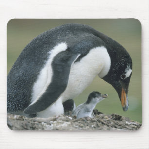 Gentoo Penuin, (Pygoscelis papua), Falkland Mouse Pad