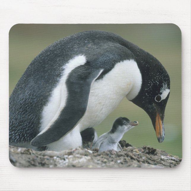 Gentoo Penuin, (Pygoscelis papua), Falkland Mouse Pad (Front)