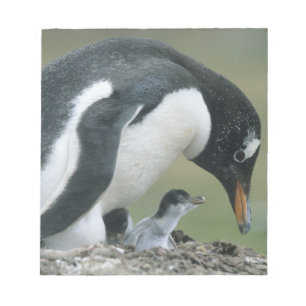 Gentoo Penuin, (Pygoscelis papua), Falkland Notepad