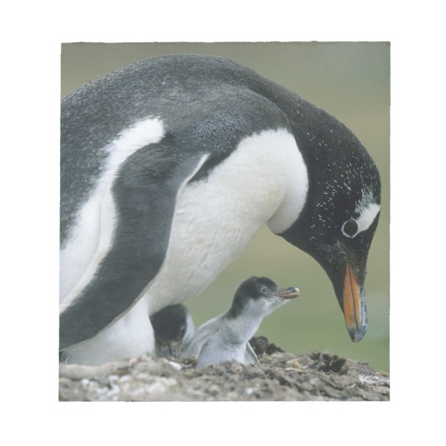 Gentoo Penuin, (Pygoscelis papua), Falkland Notepad (Front)