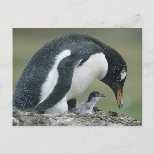 Gentoo Penuin, (Pygoscelis papua), Falkland Postcard (Front)