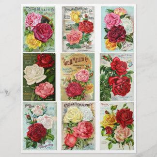 Genuine Vintage Flower Seed Catalogue Covers