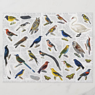 Genuine Vintage (no AI) Birds on Newsprint Backgrd