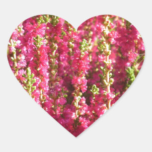Genus Erica pink Heart Sticker
