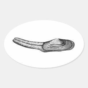 Geoduck Clam (black and white illustration) Oval Sticker