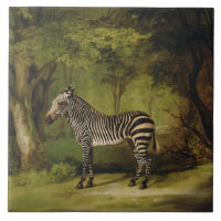 George Stubbs | A Zebra, 1763 (oil on canvas)