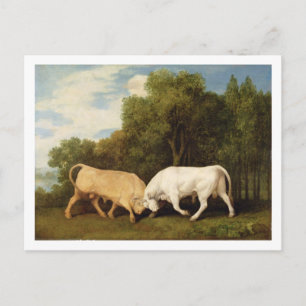 George Stubbs Bulls Fighting, 1786 (oil on panel Postcard