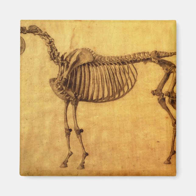 George Stubbs | Finished Study for the First Skele Magnet (Front)