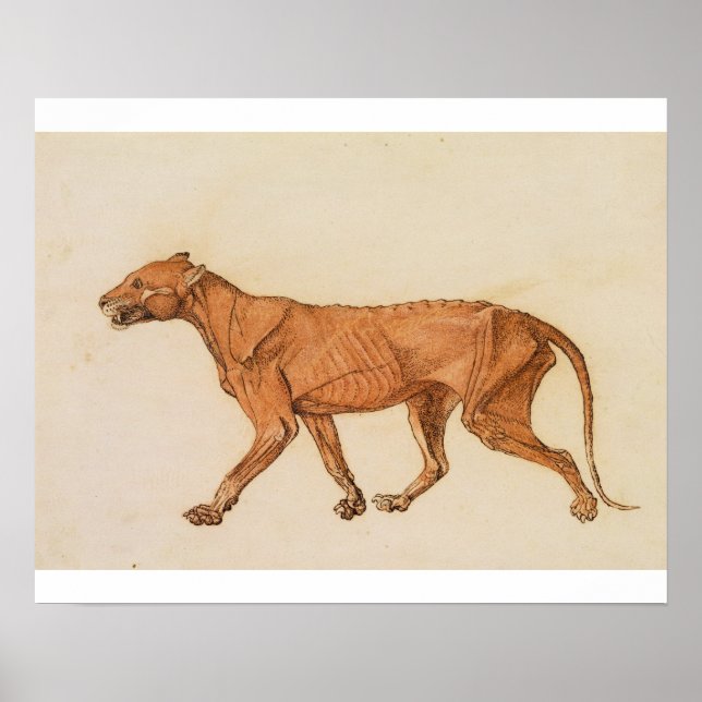 George Stubbs | Tiger, Lateral View, Skin Removed, Poster (Front)