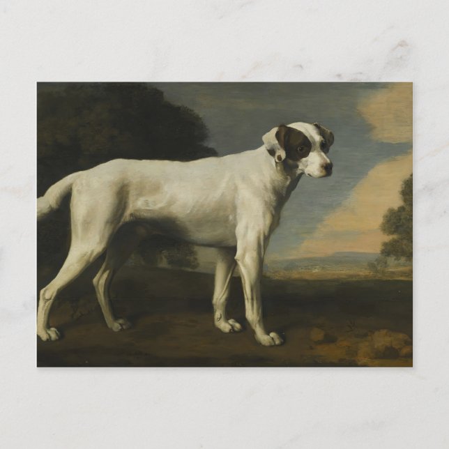 George Stubbs- Viscount Gormanston's White Dog Postcard (Front)