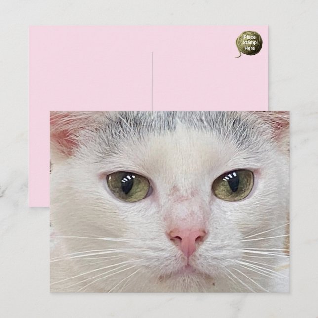 George the Cat's Close Up Postcard (Front/Back)