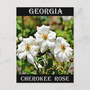 Georgia Cherokee Rose 2 Postcard