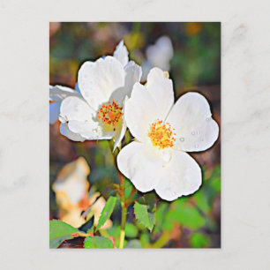 Georgia Cherokee Rose Postcard