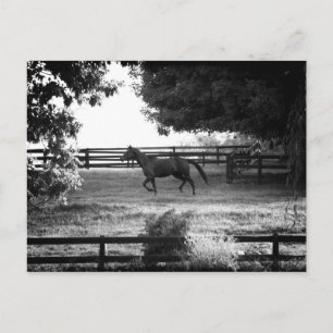 Georgia Horse Running in Summer Postcard Card