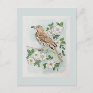 Georgia state bird and flower  postcard