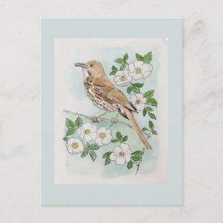 Georgia state bird and flower postcard