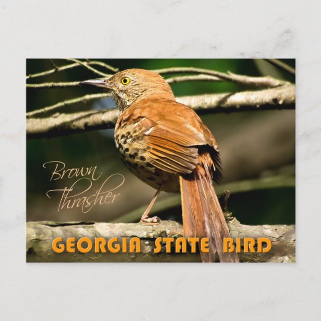 Georgia State Bird - Brown Thrasher Postcard (Front)