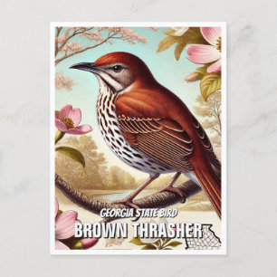 Georgia State Bird Brown Thrasher Postcard