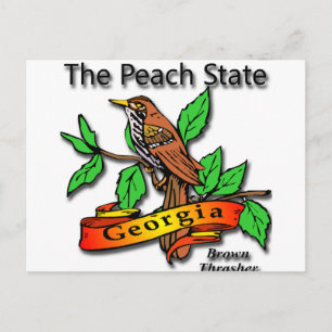 Georgia The Peach State Brown Thrasher Postcard