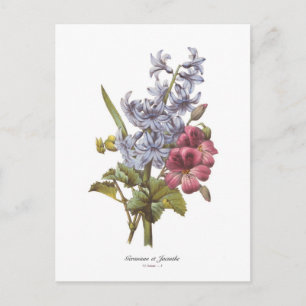 Geranium and Hyacinth Postcard