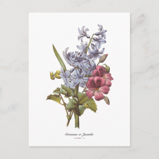 Geranium and Hyacinth Postcard (Front)