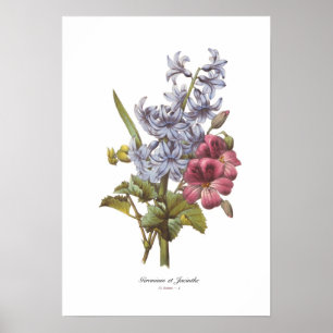 Geranium and Hyacinth Poster