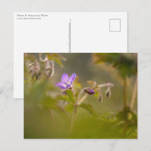 Geranium Blossom Nature Photo Postcard