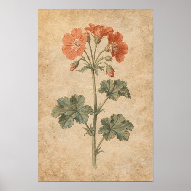 Geranium Botanical Print (Front)